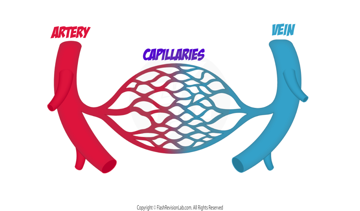 Capillary Network